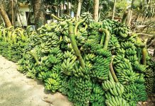 পাহাড়ের কলায় ১ হাজার ৫শ কোটি টাকার বাজার