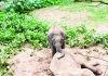 অসুস্থ হয়ে বয়স্ক হাতির মৃত্যু, পাশে শোকে কাতর সঙ্গী