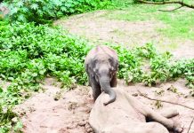 অসুস্থ হয়ে বয়স্ক হাতির মৃত্যু, পাশে শোকে কাতর সঙ্গী