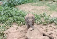 রাঙামাটিতে বন্যহাতির মৃত্যু, পাশে দাঁড়িয়ে শোকে কাতর স্ত্রী