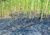 রাঙ্গুনিয়ায় বাগানে আগুন, পুড়ল কয়েকশ গাছ