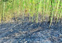 রাঙ্গুনিয়ায় বাগানে আগুন, পুড়ল কয়েকশ গাছ