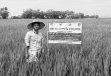 রাঙ্গুনিয়ার মরিয়মনগর এখন ধান বীজ উৎপাদনে মডেল