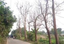শতাধিক মরা গাছ সরাচ্ছে না কেউ, ঝুঁকি নিয়ে চলাচল