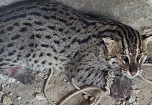 বোয়ালখালীতে মেছো বাঘ উদ্ধার