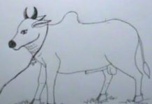 পটিয়ায় আবারো কৃষকের গোয়াল ঘর থেকে তিনটি গরু চুরি