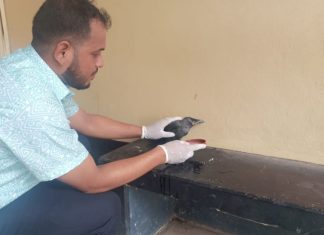 বাঁশখালী হাসপাতালে চিকিৎসা নিতে হাজির অসুস্থ কাক!