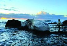 তিমির মৃতদেহ ঘিরে হাঙ্গরের আনাগোনা