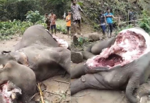 রাঙামাটিতে মৃত হাতির দেহাংশ কেটে নিল দুবৃর্ত্তরা, উদাসীন বন বিভাগ