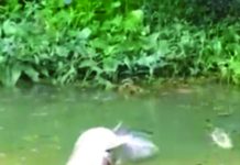 আনোয়ারায় খালে বিষ প্রয়োগে মাছ নিধনের অভিযোগ