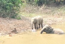 ডোবায় শাবকের মৃতদেহ, পাশে তিনদিন দাঁড়িয়ে হাতি দম্পতি