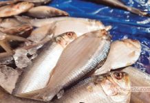 ইলিশের সঙ্গে মিশিয়ে বিক্রি হচ্ছে চন্দনা, সার্ডিন