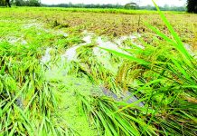দুদিনের কালবৈশাখী, বিপর্যস্ত মীরসরাইয়ের জনজীবন