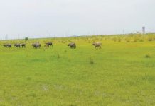 মীরসরাইয়ে বনায়নের অভাবে বিপন্ন বন্যপ্রাণী