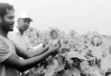 মীরসরাইয়ে বাড়ছে সূর্যমুখী চাষ
