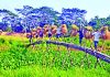 বোরোতে রেকর্ড চাল পাওয়ার আশা