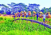 বোরোতে রেকর্ড চাল পাওয়ার আশা