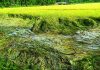রাঙ্গুনিয়ায় পাকা ধান ও সবজি ক্ষেতের ব্যাপক ক্ষতি