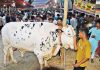 হাটে হাটে ঘুরছেন ক্রেতারা, বেচাবিক্রি জমেনি