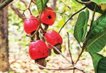 রপ্তানি হচ্ছে পাহাড়ের কাজু বাদাম