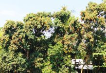বাজারে কালীপুরের রসালো লিচু