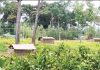 চকরিয়ায় বনভূমি দখল, স্থাপনা নির্মাণ