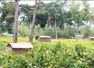 চকরিয়ায় বনভূমি দখল, স্থাপনা নির্মাণ