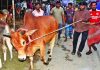 বাজারে প্রচুর গরু, বেচাকেনা জমবে আজ থেকে
