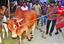 বাজারে প্রচুর গরু, বেচাকেনা জমবে আজ থেকে