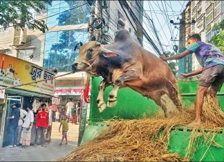 চট্টগ্রামে এবার পশু প্রস্তুত ৭ লাখ ৮৩ হাজার