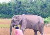 হাতিটিকে চোখে গুলি করা হয়