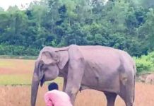 হাতিটিকে চোখে গুলি করা হয়