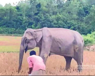 Elephant
