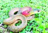 হাটহাজারীতে উদ্ধার লাল গলা জলঢোরা সাপ