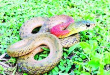 হাটহাজারীতে উদ্ধার লাল গলা জলঢোরা সাপ