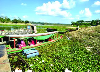 কাপ্তাই লেকে কচুরিপানার ‘দাপট’