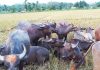 নজর কাড়ছে গুমাইবিলের মহিষের হাট