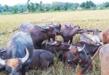 নজর কাড়ছে গুমাইবিলের মহিষের হাট