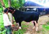 আলোচনায় ‘কালো মানিক’ দাম চাওয়া হয়েছে ১৩ লাখ টাকা