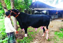 আলোচনায় ‘কালো মানিক’ দাম চাওয়া হয়েছে ১৩ লাখ টাকা