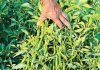 মালচিংয়ে বদলাচ্ছে রাঙ্গুনিয়ার কৃষি