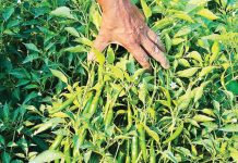 মালচিংয়ে বদলাচ্ছে রাঙ্গুনিয়ার কৃষি
