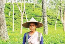 দেশসেরা চা পাতা চয়নকারী হিসেবে ফটিকছড়ির জেসমিনের হ্যাটট্রিক