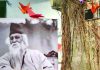 ত্রিতরঙ্গের চিরদিনের সখা