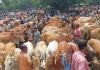 কোরবানির জন্য প্রস্তুত ১ লাখ ৫৮ হাজার পশু
