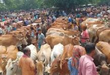 কোরবানির জন্য প্রস্তুত ১ লাখ ৫৮ হাজার পশু