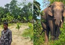 রামুতে বন্যহাতির আক্রমণে প্রাণ হারালেন মা-মেয়ে