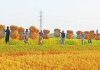 গুমাইবিলে ফলন ভালো, তবু হাসি নেই কৃষকের মুখে