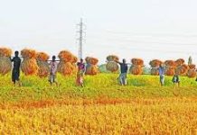 গুমাইবিলে ফলন ভালো, তবু হাসি নেই কৃষকের মুখে