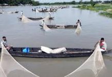 হালদার একটি মা মাছ থেকে বার্ষিক আয় ৪ কোটি টাকা!